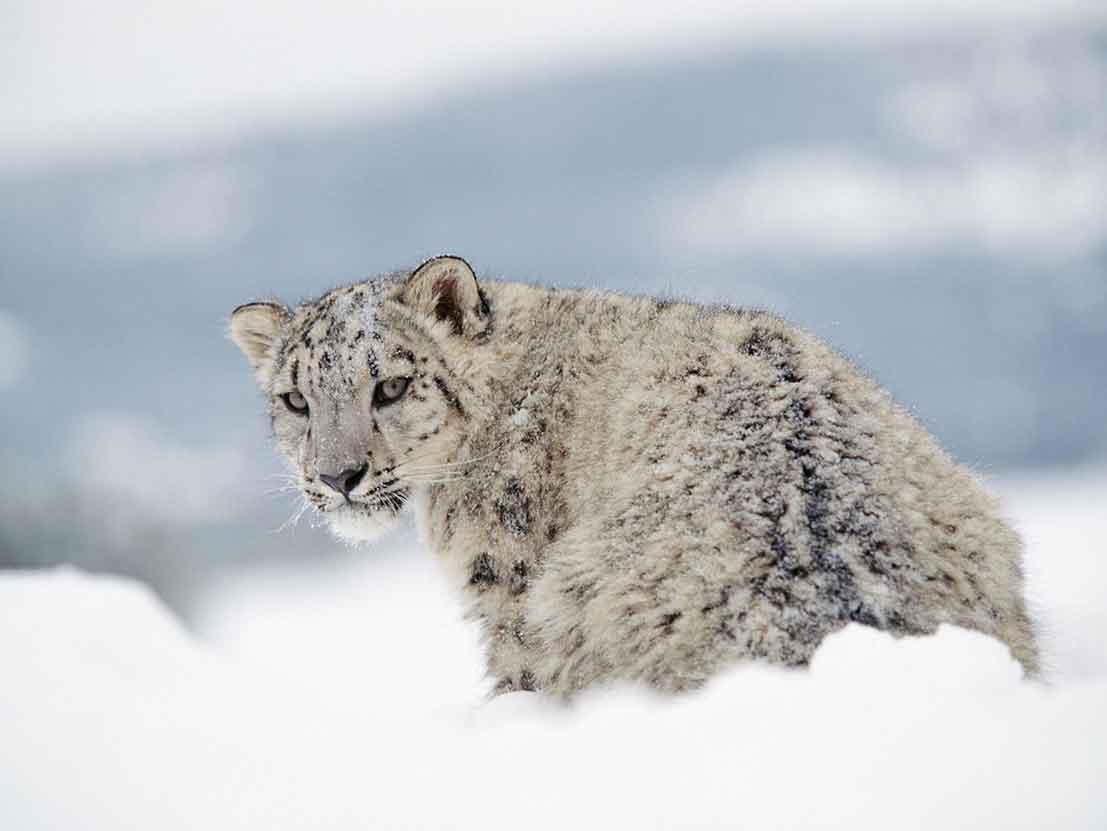 Chasing Elusive Snow Leopard
