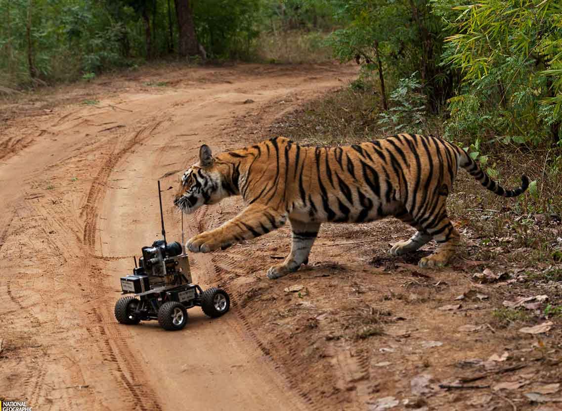 Tiger Damaging Camera Remote